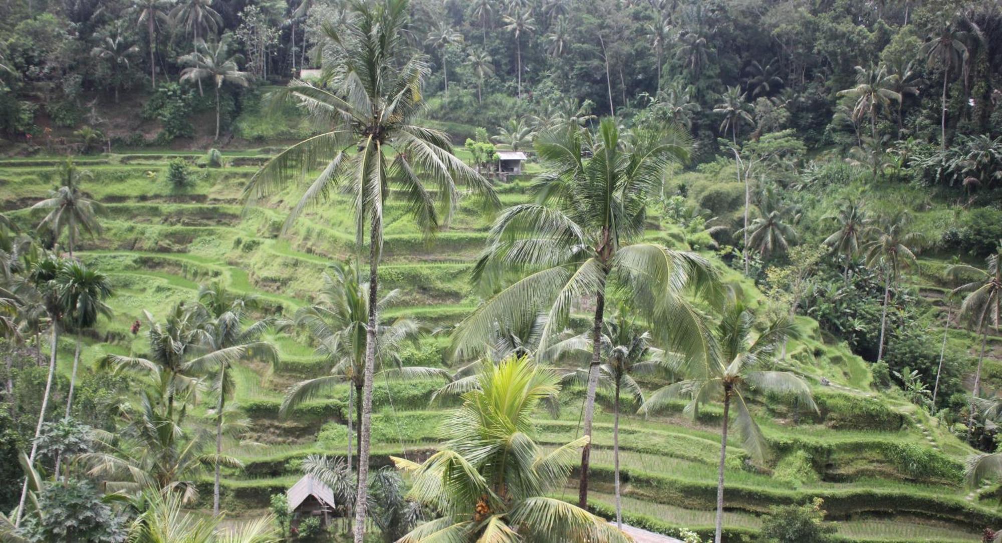 Sari Gong Guest House, A Trishula Collection Ubud Eksteriør billede